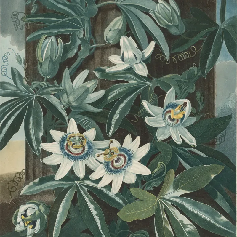 Botanical illustration of a flowering plant